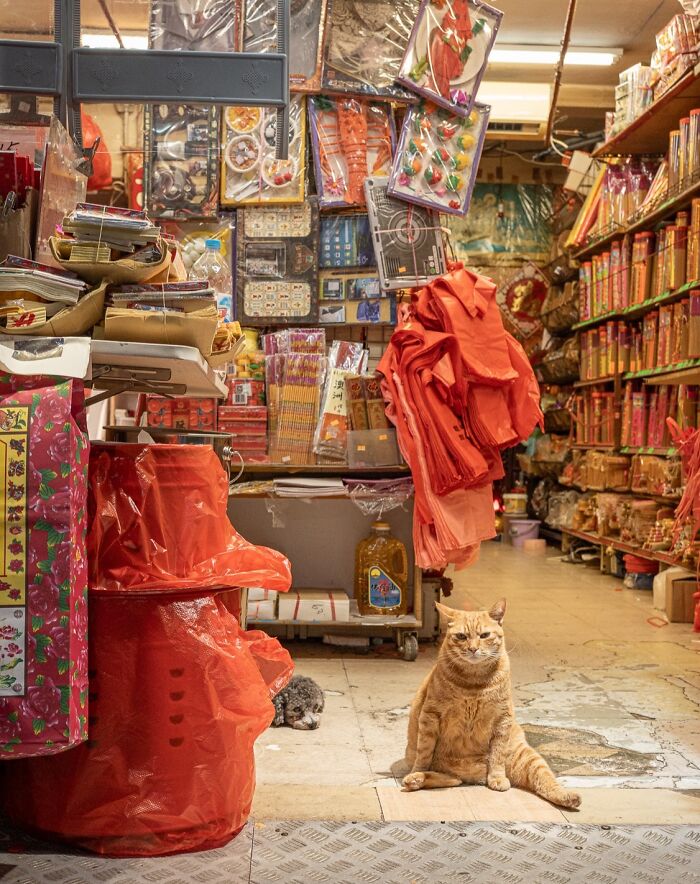 Ginger cat sitting in a cluttered city shop, showcasing cats adapted to urban life from Hong Kong to Istanbul.