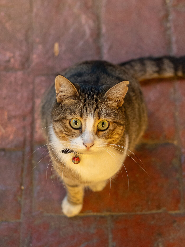 City cat with green eyes and collar standing on textured red brick pavement, adapted to urban life captured by photographer.