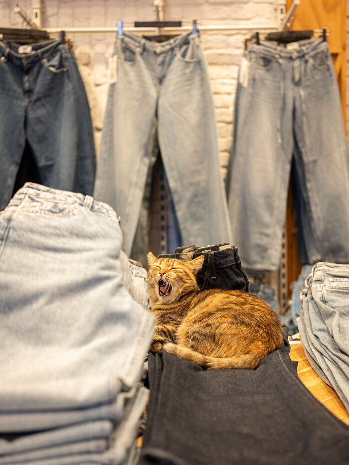 A city-adapted cat yawning while resting on folded jeans in a clothing store, captured by a street photographer.