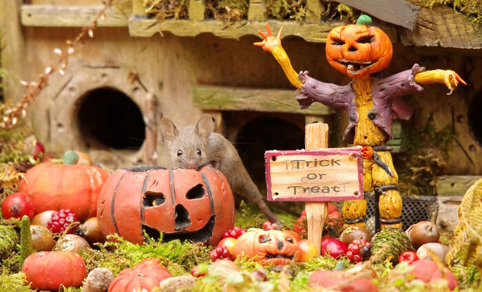 Halloween village for wild mice with pumpkins, a scarecrow figure, and a mouse exploring miniature decorations in a garden.