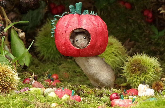 Wild mice peeking out of a small pumpkin house in a Halloween village garden setting with moss and miniature pumpkins.