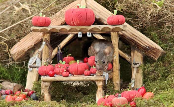 Wild mouse in a garden Halloween village scene with miniature pumpkins and a rustic wooden table setup.