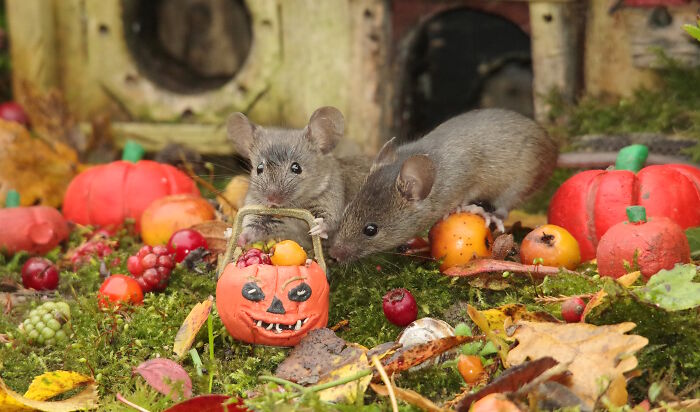 Two wild mice exploring a Halloween village garden setup with miniature pumpkins and seasonal decorations.