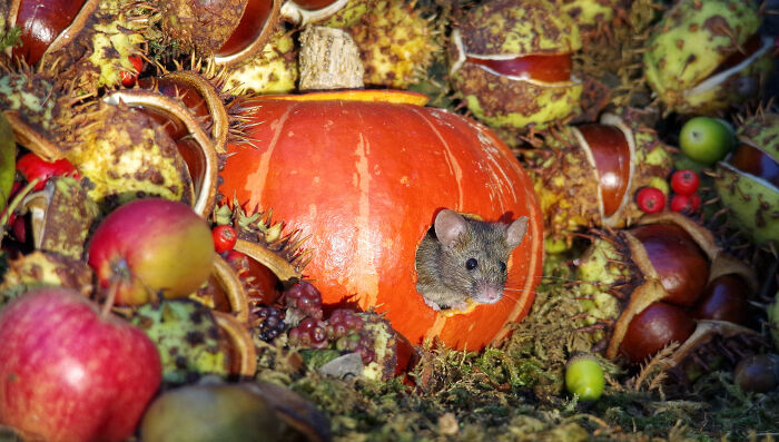 Wild mouse peeking out of a carved pumpkin in a Halloween garden village surrounded by autumn fruits and chestnuts.