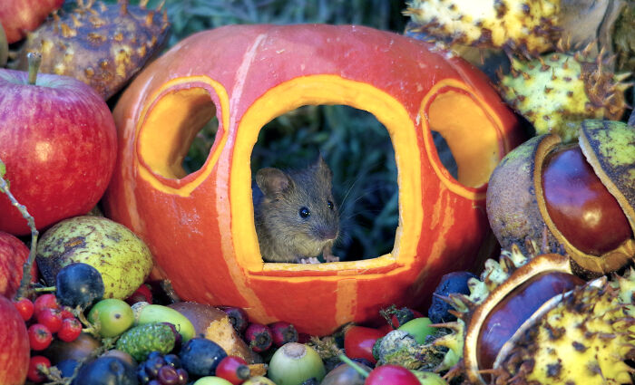 Wild mouse peeking out of a pumpkin house in a Halloween village created in a garden for wild mice.