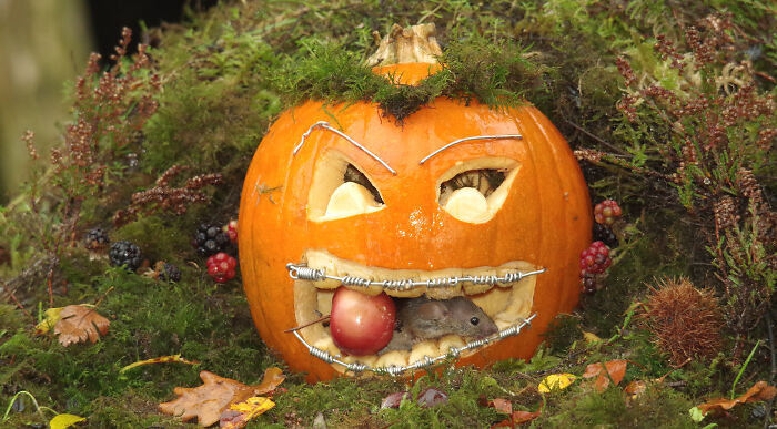 Halloween village garden scene with a carved pumpkin house and a wild mouse inside holding a small fruit.