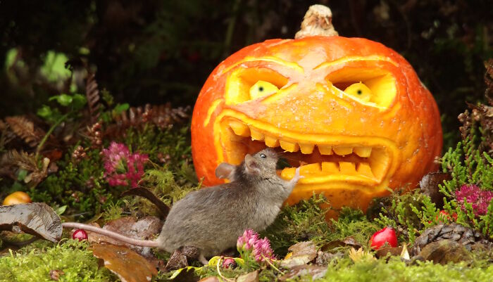 Wild mouse exploring a Halloween village garden with a carved pumpkin and autumn foliage setting.