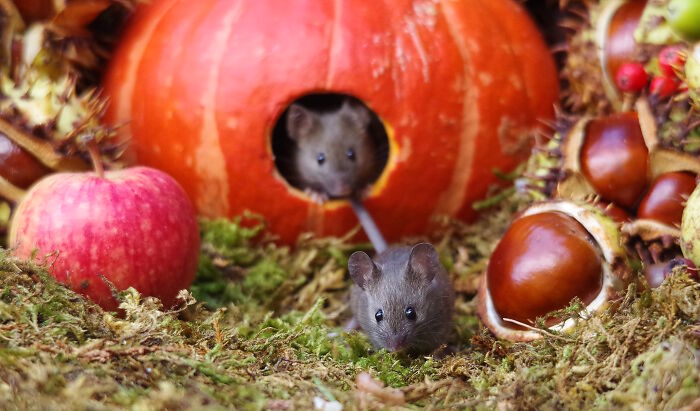 Wild mice exploring a Halloween village in a garden with a pumpkin house, moss, apple, and chestnuts.