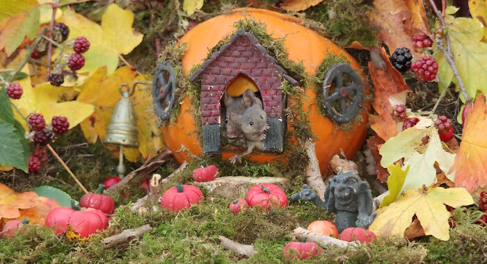 Miniature Halloween village for wild mice made from pumpkin and moss with tiny red pumpkins and autumn leaves.