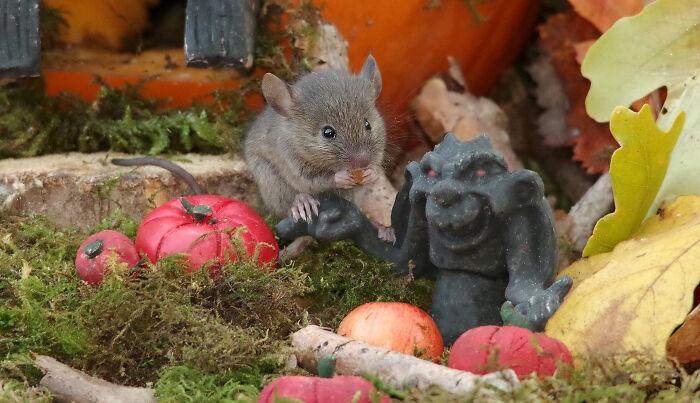 A wild mouse exploring a Halloween village in a garden scene with miniature pumpkins and a small statue.