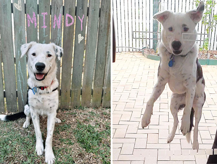 Then: 1yo Rescue Adoption. Now: 2yo Border Collie X Kelpie X Kangaroo