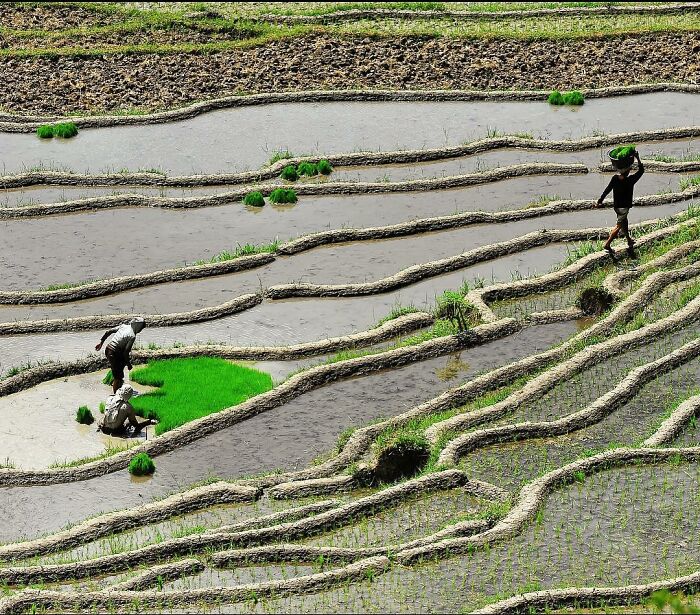 Farmers working in terraced rice fields, captured through Harjanto Sumawan’s candid photography lens.