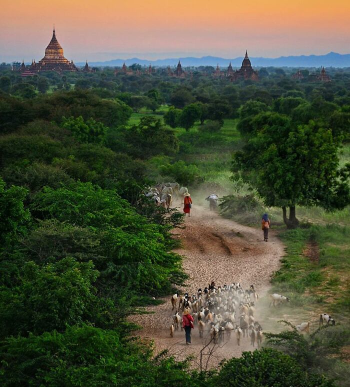 Herdsmen leading goats along a dusty trail surrounded by lush greenery at sunset in a candid photo capturing life’s beauty.