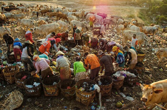 Workers sorting through waste with cows nearby at sunset, capturing life's beauty in a candid photo by Harjanto Sumawan.