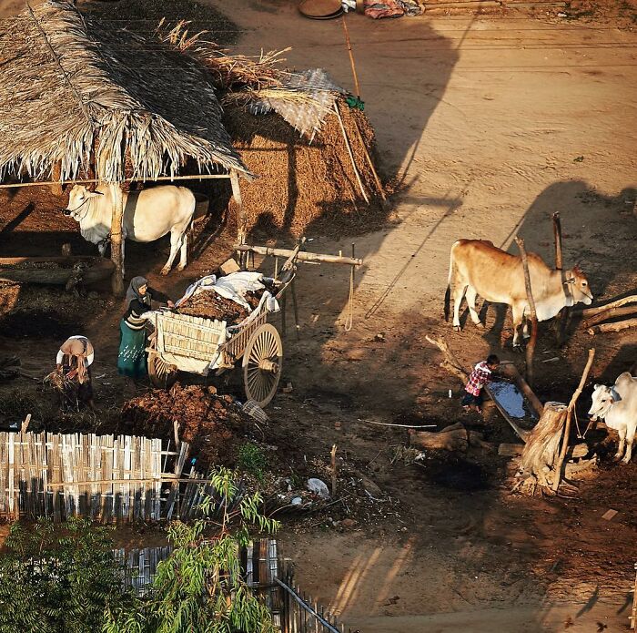 Rural village scene with cows, a woman working by a cart, and natural light capturing life’s beauty through Harjanto Sumawan’s lens.