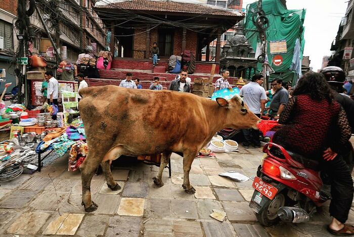 Brown cow standing in a busy street market, captured through Harjanto Sumawan’s candid photography lens.