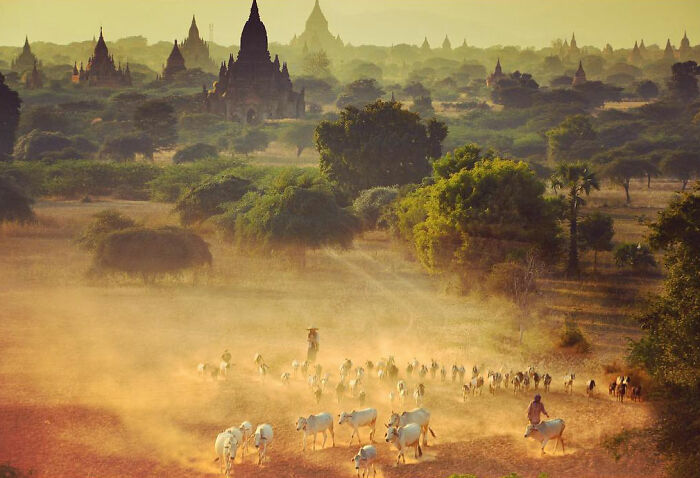 Herd of cattle moving through dusty landscape with ancient temples in the background, captured in candid life photography.