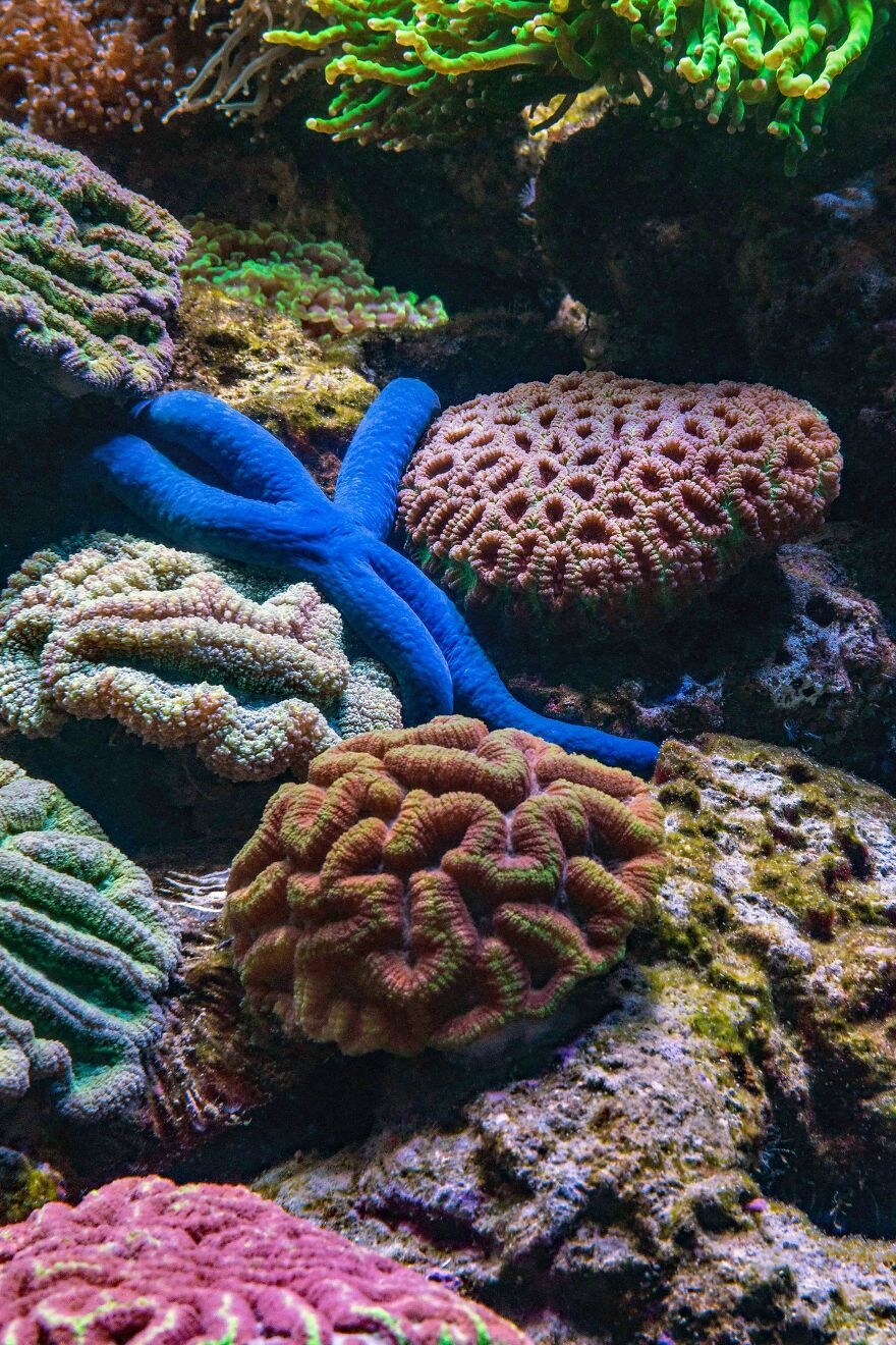 Colorful coral and a blue starfish underwater showing natural patterns linked to trypophobia reactions in the brain.