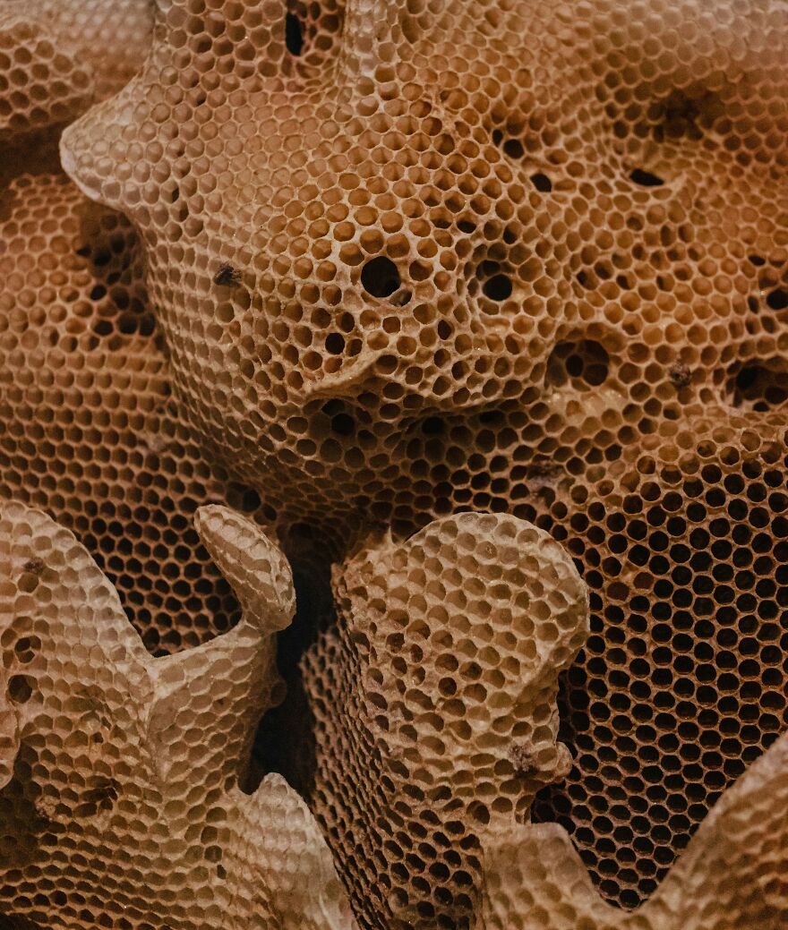 Close-up of a honeycomb structure showing tiny holes, illustrating patterns linked to trypophobia reactions in the brain.