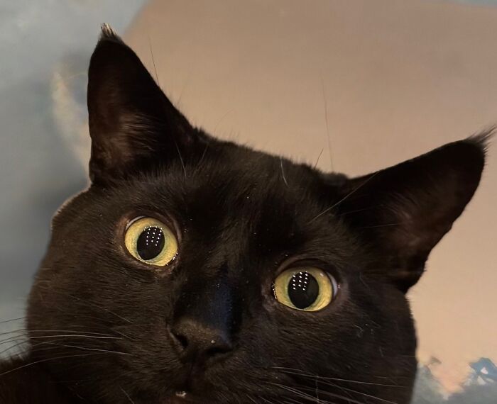 Squiggle Begs For "Upside Down" Pets But Always Looks Terrified