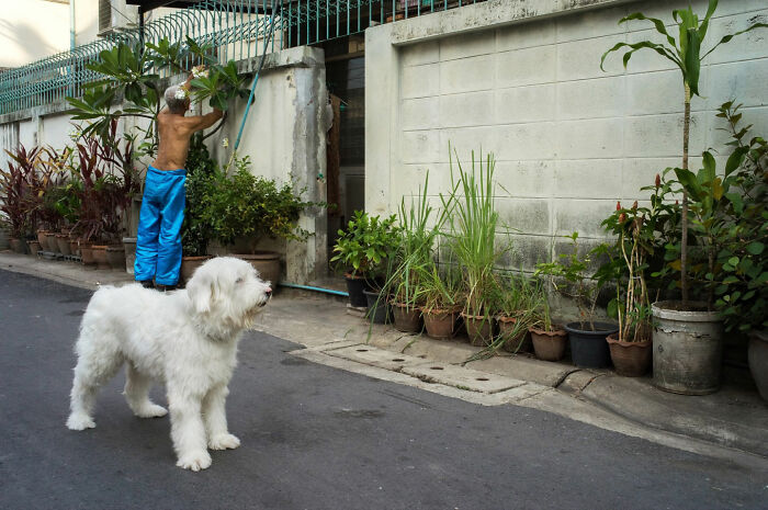 White fluffy dog standing on street with shirtless man pruning plants, a witty street coincidence captured outdoors.