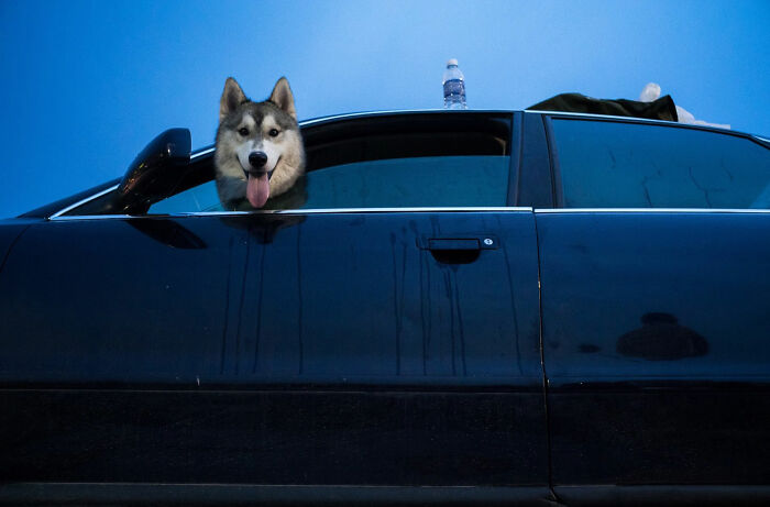 Husky poking head out of car window with water bottle perfectly aligned on roof in street coincidence captured by Tavepong Pratoomwong