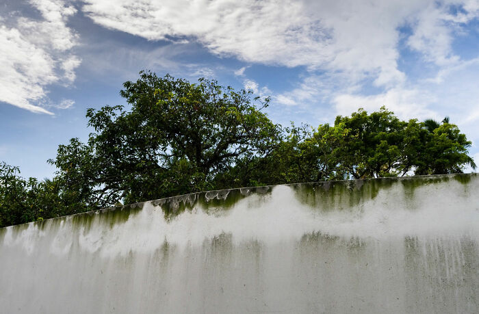 Green trees seen over a white weathered wall under a blue sky, illustrating captivating street coincidences outdoors.
