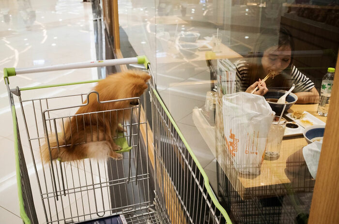 Small dog sitting in a shopping cart next to a restaurant window where a woman is eating, a street coincidence photo.