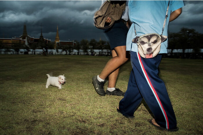 Small white puppy running on grass near person wearing a dog-face bag, showcasing witty street coincidences in an outdoor setting.