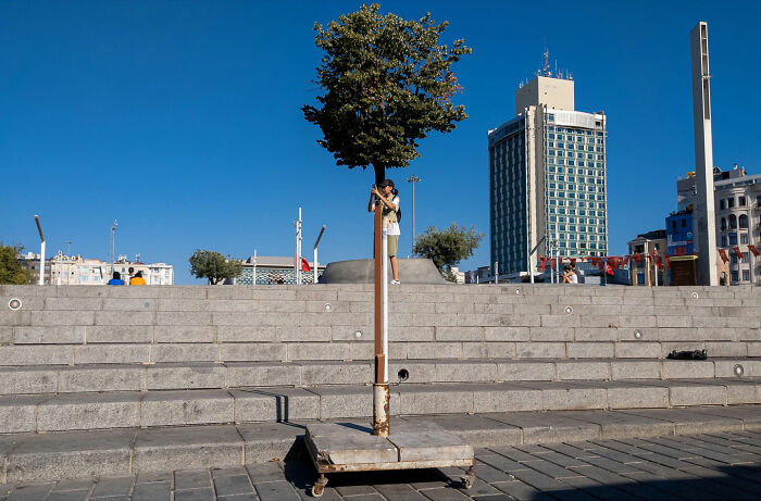 Tree on a movable platform perfectly aligned with a real tree, showcasing a witty street coincidence in urban setting.