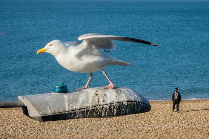 Seagull standing on a large street lamp by the beach with a man in the background, showing a street coincidence.