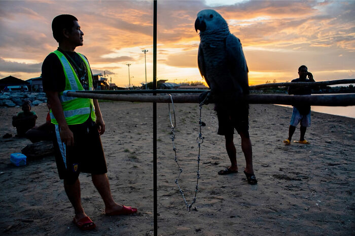 Man standing on beach at sunset with parrot appearing oversized in a street coincidence captured by Tavepong Pratoomwong