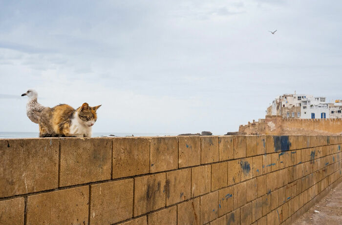 Cat and seagull aligned on a street wall, showcasing a captivating and witty street coincidence by Tavepong Pratoomwong.