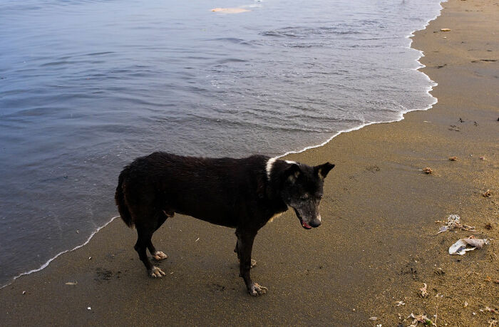 Black dog standing on a sandy beach near the waterline in a captivating street coincidence photo.