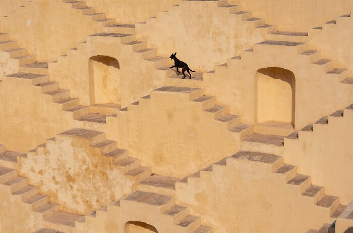 Dog walking on a geometric pattern of stairs creating a captivating street coincidence scene in warm yellow tones.