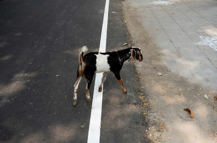Goat standing on the edge of a street marking, illustrating a witty street coincidence in urban photography.