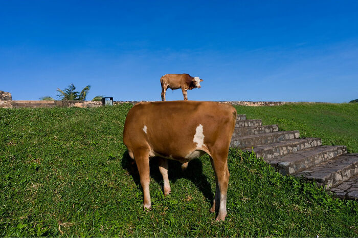 A captivating and witty street coincidence showing a cow aligned perfectly with the body of a larger cow in the grass.