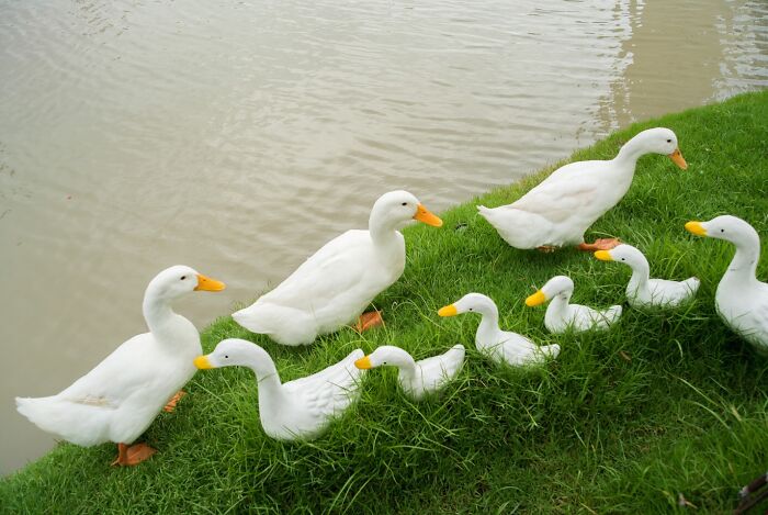 A group of white ducks on green grass by the water, illustrating captivating and witty street coincidences in nature.