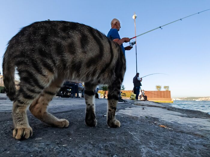 Tabby cat appearing larger than man fishing on pier, a captivating street coincidence captured by Tavepong Pratoomwong.