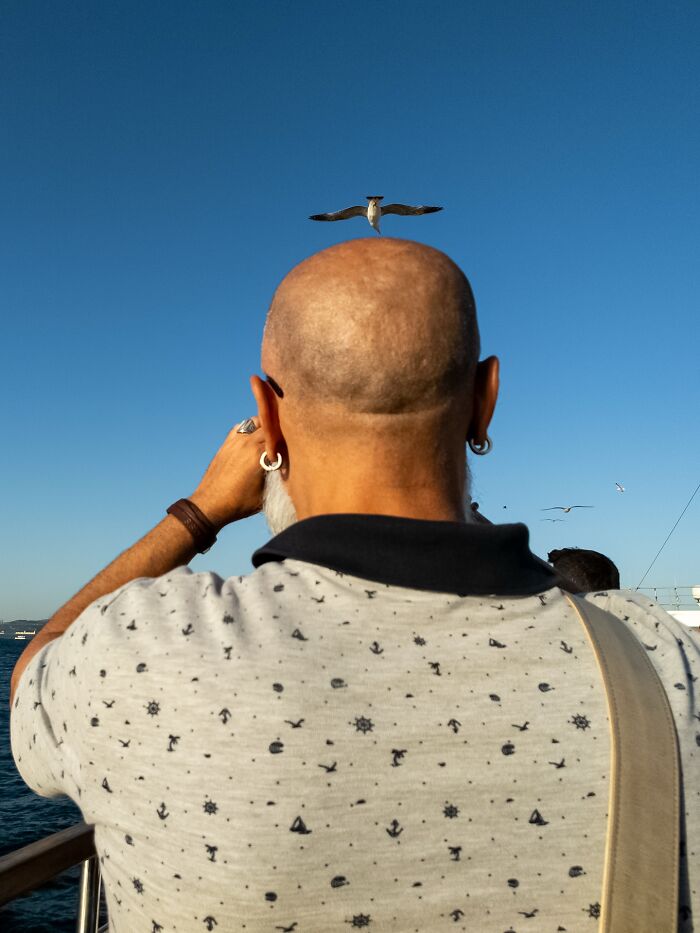 Man with bald head and seagull perfectly aligned on top, a witty street coincidence captured in bright daylight.