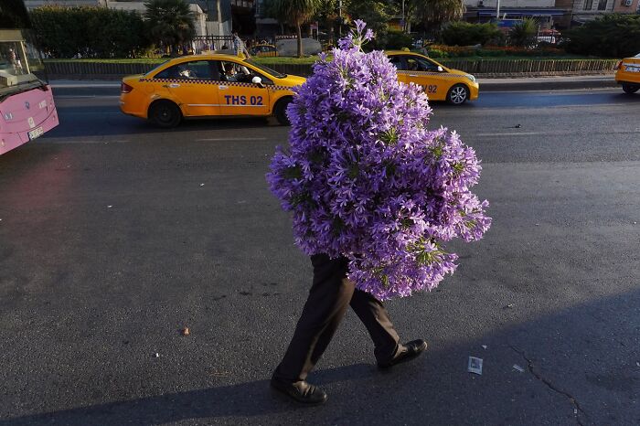 Person walking on street completely hidden by large purple flower bouquet in a captivating street coincidence photo.