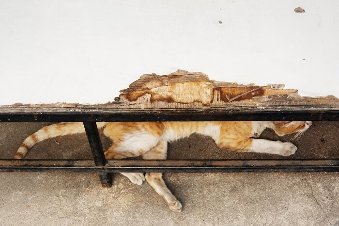 Orange and white cat hiding beneath a chipped wooden bench on a concrete street, showcasing a quirky street coincidence.