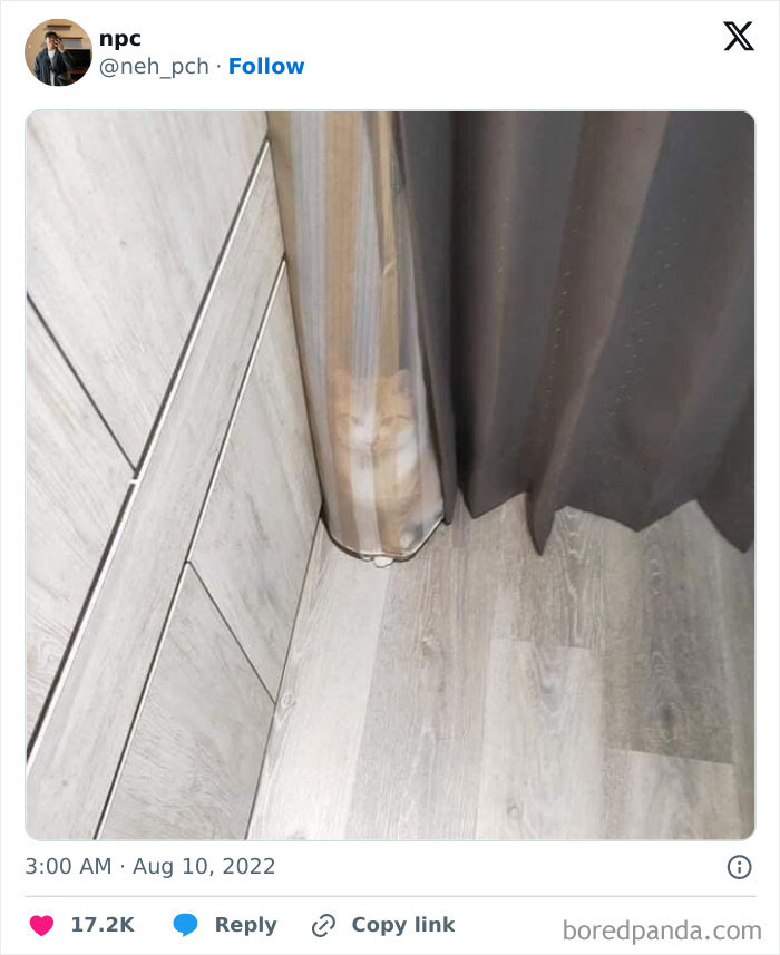 Cat blending into the background behind a translucent curtain in a corner of a light-colored room with wooden flooring.