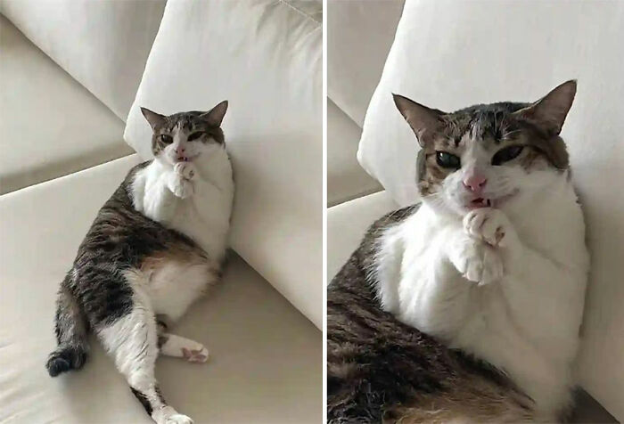 Tabby cat lying on a white couch with a playful expression, showcasing wholesome animal comedy in a Facebook group.