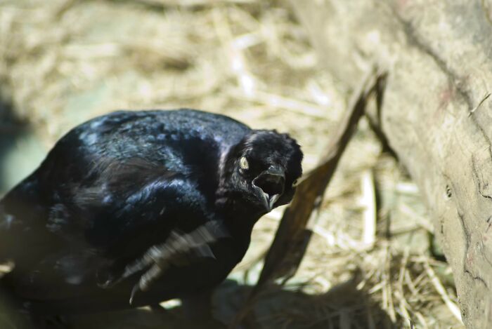Close-up of a creepy black bird with an intense gaze, taken in natural light causing eerie shadows.