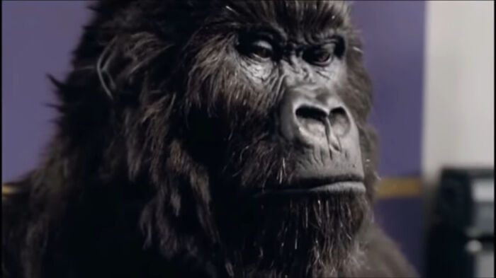 Close-up of a realistic gorilla mask used in creepy commercials that might give viewers nightmares and eerie feelings.