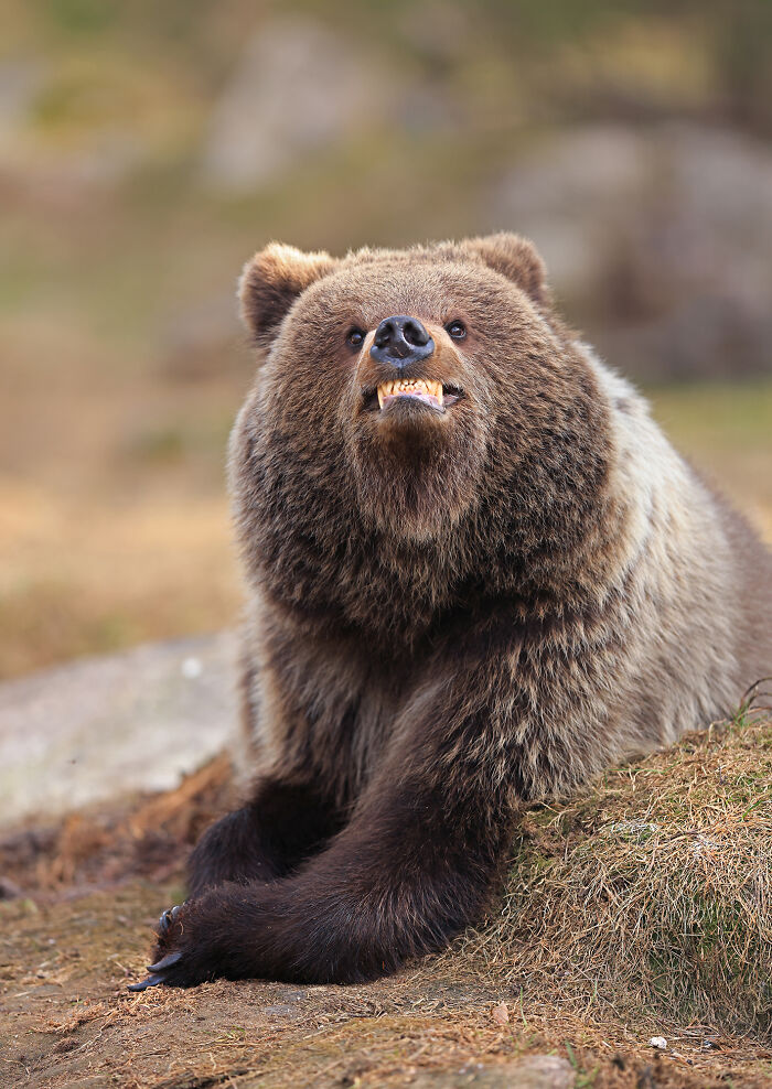Brown bear showing teeth in a humorous pose, one of the 2025 Nikon Comedy Wildlife Awards finalists capturing wildlife comedy gold.