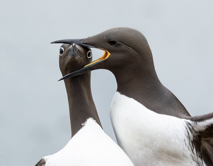 Two seabirds in a close-up, one with beak open, showcasing wildlife comedy captured by Nikon Comedy Wildlife Awards finalists.