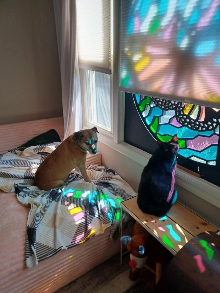 Tisiphone (Dog) And Erebos (Cat)