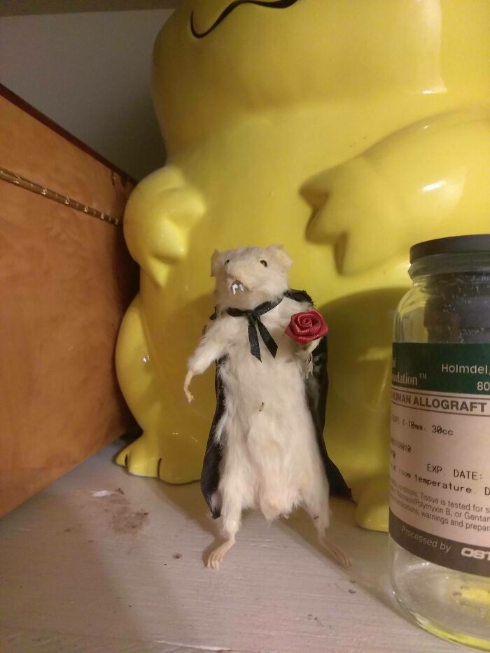 Taxidermy mouse dressed as a vampire inside a stranger’s house, one of the bizarre things people found indoors.